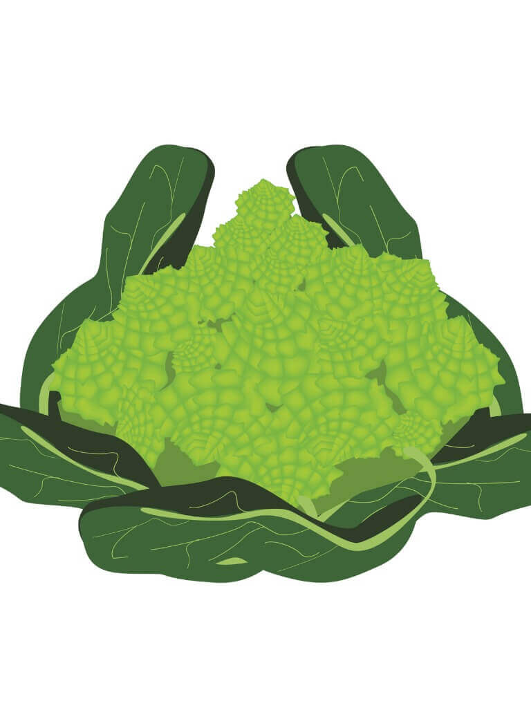 broccoli and supply chains have in common